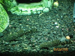 10-3-08%20Bristlenose%20Plecos%20-%20Copy.jpg