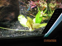 7-26-09 Red Indian Sword Runner-Plantlet.JPG