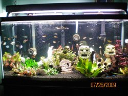 7-26-09 90g re-scape.JPG