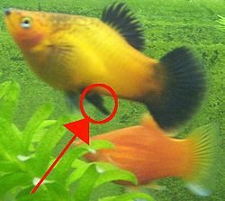 Male Platy (gonopodium).jpg