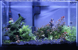 PlantGrowth.gif