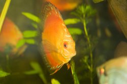 redSunsetDiscus1.jpg