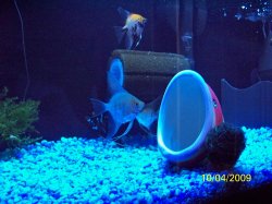 angelfish in 10g less than 24 hours after treatment.jpg