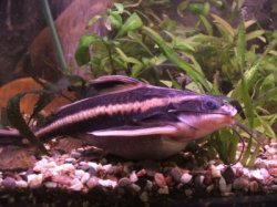 Striped Raphael Catfish.jpg