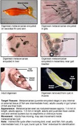 DigeneanTrematodes.jpg