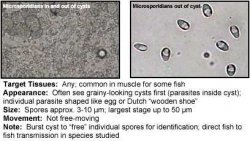 Microsporidians.jpg