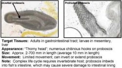 Acanthocephalans.jpg