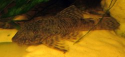 Bristlenose (probably a female...no bristles).JPG