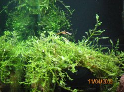 11-4-09%20Moss%20coconut,%20driftwood,%20and%20Endler.JPG