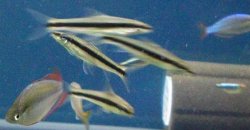 11-14-09 90g Praecox Rainbows, SAES, Black Neon Tetra glowlight tetras.JPG