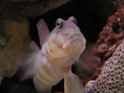 fungarogoby_400.jpg