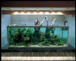 Takashi-Amano's-Aquarium.jpg