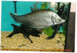 giant knife fish.JPG