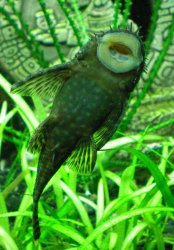 4-21-09 Male Bristlenose Pleco cleaning the glass.jpg