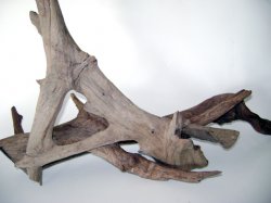 Singapore Driftwood.jpg