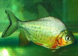 black-fin pacu.jpg