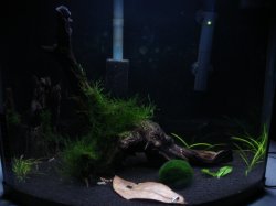 1-31-12 shrimp 006.JPG