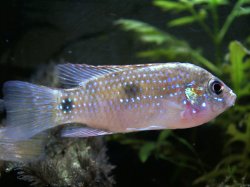 Anomalochromis thomasi.jpg