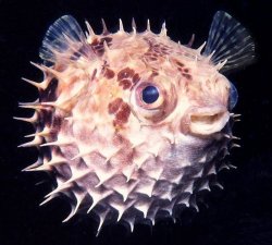 porcupinefish-Tetraodontidae.jpg