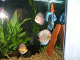 ai292.photobucket.com_albums_mm24_noshowdiscus_th_fish001.jpg