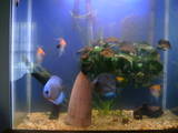 ai292.photobucket.com_albums_mm24_noshowdiscus_th_breeding002.jpg