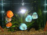 ai292.photobucket.com_albums_mm24_noshowdiscus_th_fish006.jpg