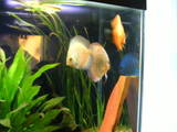 ai292.photobucket.com_albums_mm24_noshowdiscus_th_fish003.jpg