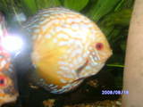 ai292.photobucket.com_albums_mm24_noshowdiscus_th_fish007.jpg