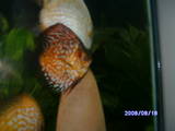 ai292.photobucket.com_albums_mm24_noshowdiscus_th_fish006_1.jpg