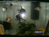 ai292.photobucket.com_albums_mm24_noshowdiscus_th_fish004.jpg