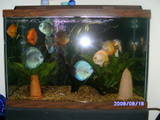 ai292.photobucket.com_albums_mm24_noshowdiscus_th_fish002_1.jpg