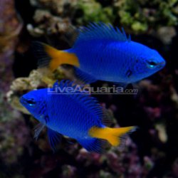 aliveaquaria.com_images_categories_product_p_70444_yellowtail_damsel.jpg