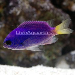 aliveaquaria.com_images_categories_product_p_89542_Limbaugghi_Chromis.jpg