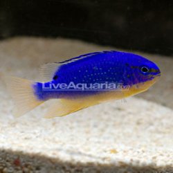 aliveaquaria.com_images_categories_product_p_24002_blue_devil.jpg