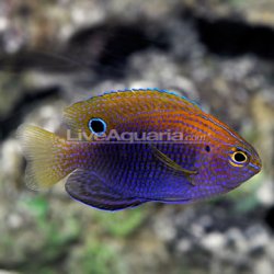 aliveaquaria.com_images_categories_product_p_26174_ocellate_damsel.jpg