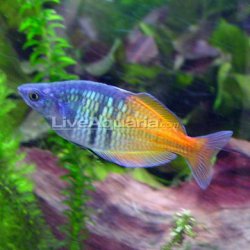 aliveaquaria.com_images_categories_product_p_89913_Boesemani.jpg