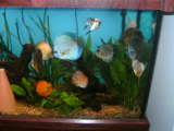 ai292.photobucket.com_albums_mm24_noshowdiscus_th_new90gal005.jpg