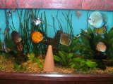 ai292.photobucket.com_albums_mm24_noshowdiscus_th_new90gal004.jpg