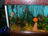 ai292.photobucket.com_albums_mm24_noshowdiscus_th_new90gal003.jpg