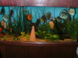 ai292.photobucket.com_albums_mm24_noshowdiscus_th_new90gal001.jpg