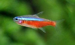 aupload.wikimedia.org_wikipedia_commons_1_14_Cardinal_tetra.jpg