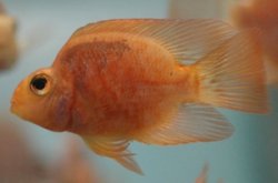 acichlidresearch.com_gifs_parrot_t_parrot_cichlid_DSC_0564.jpg