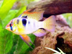 awww.petpig.com_fish_fish_Cichlid_Blue_Ram.jpg