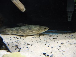 ai213.photobucket.com_albums_cc254_muds_fish_Hoplias_20Mala_Hoplias_8inch17.jpg