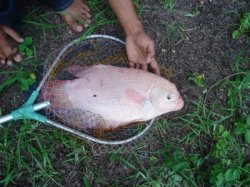 ai470.photobucket.com_albums_rr65_block2_photos_giantgourami.jpg