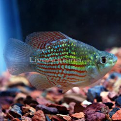 awww.liveaquaria.com_images_categories_product_p_39883_American_Flagfish.jpg