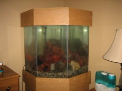 ai79.photobucket.com_albums_j121_Angus_06_Fish_IMG_2052.jpg