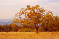 afarm3.static.flickr.com_2204_1545048244_59b533a4ee_m.jpg