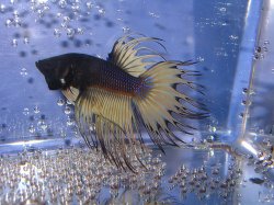 awww.cichlids.com_uploads_tx_usercichlids_user_pics_1579_march__c7a32aa213.jpg