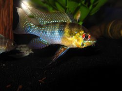 awww.cichlids.com_uploads_tx_usercichlids_user_pics_1579_march__d88cac8cf7.jpg